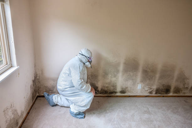 Environmental Consulting for Mold Prevention in Edmundson, MO